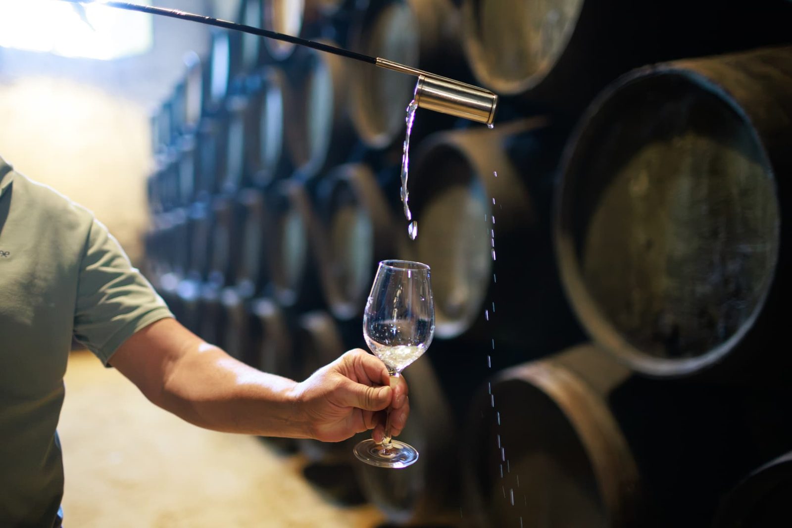 Prelievo di vino dalla botte con la spilla, in cantina